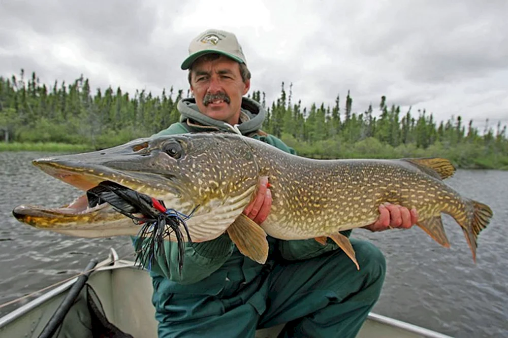 Hecht Esox lucius
