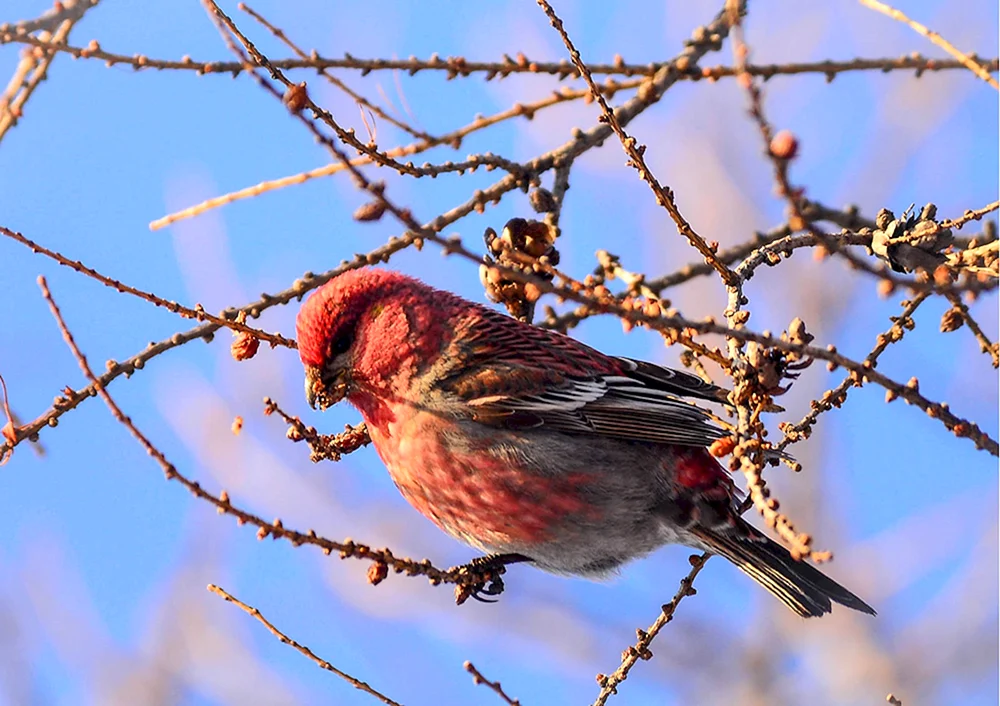 Würgervogel - pinicola enucleator
