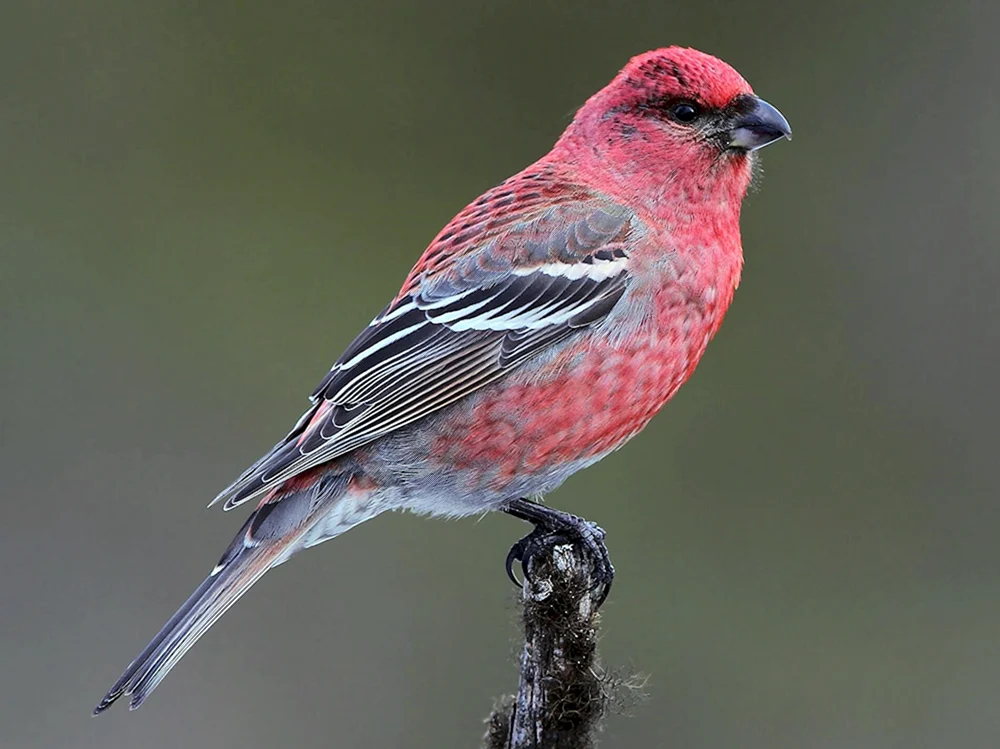 Taiga-Würgervogel