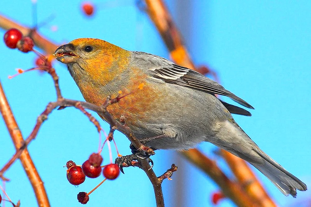 Würgervogel pinicola enucleator