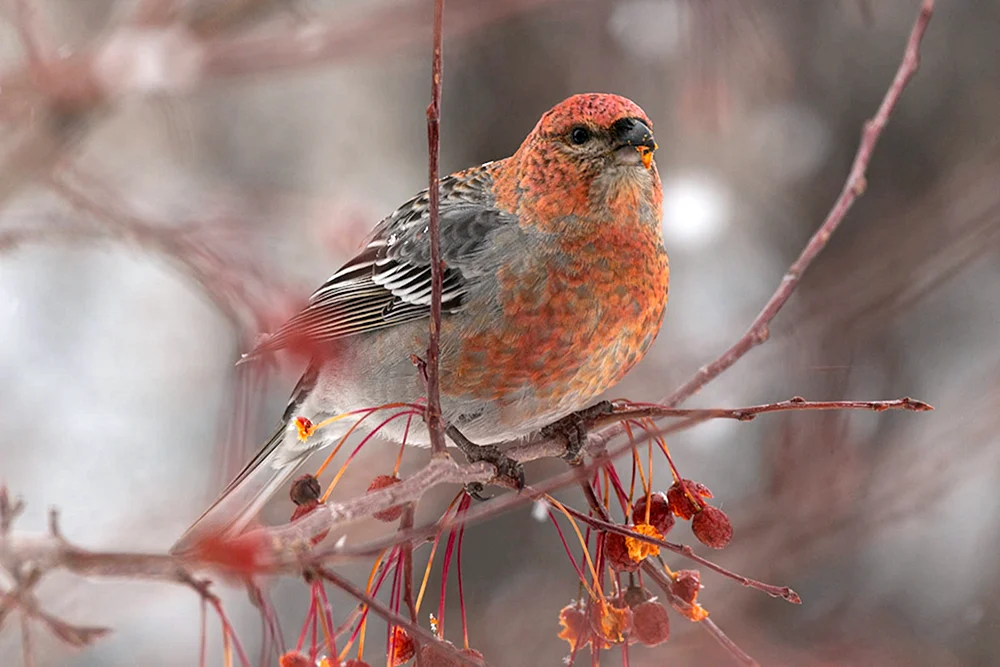 Würgervogel
