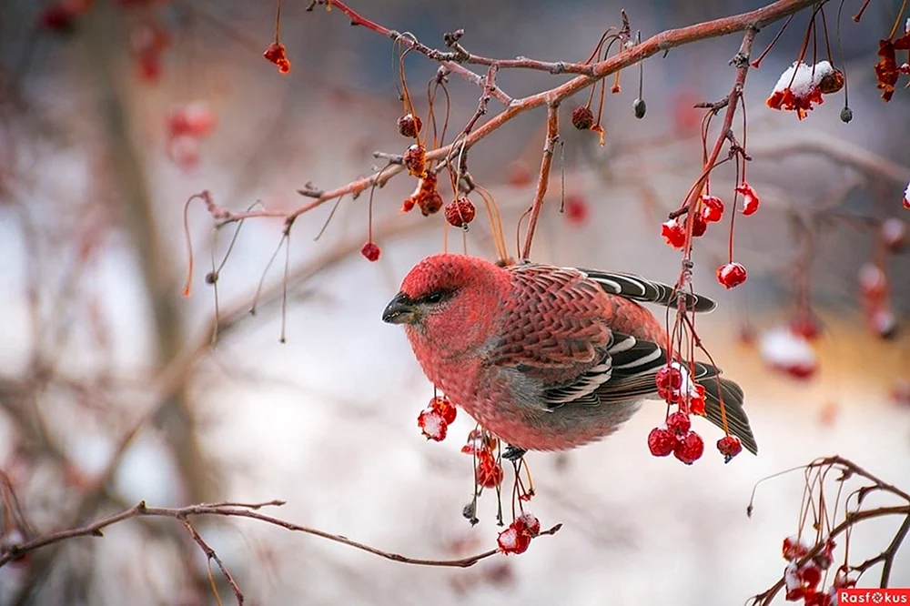Würgervogel