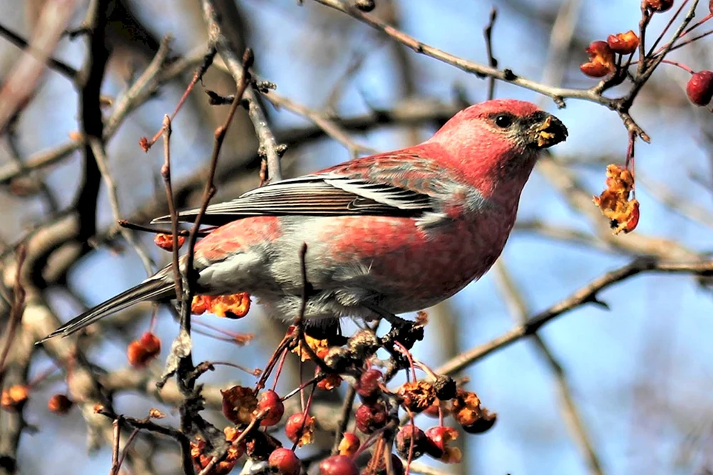 Würgervogel