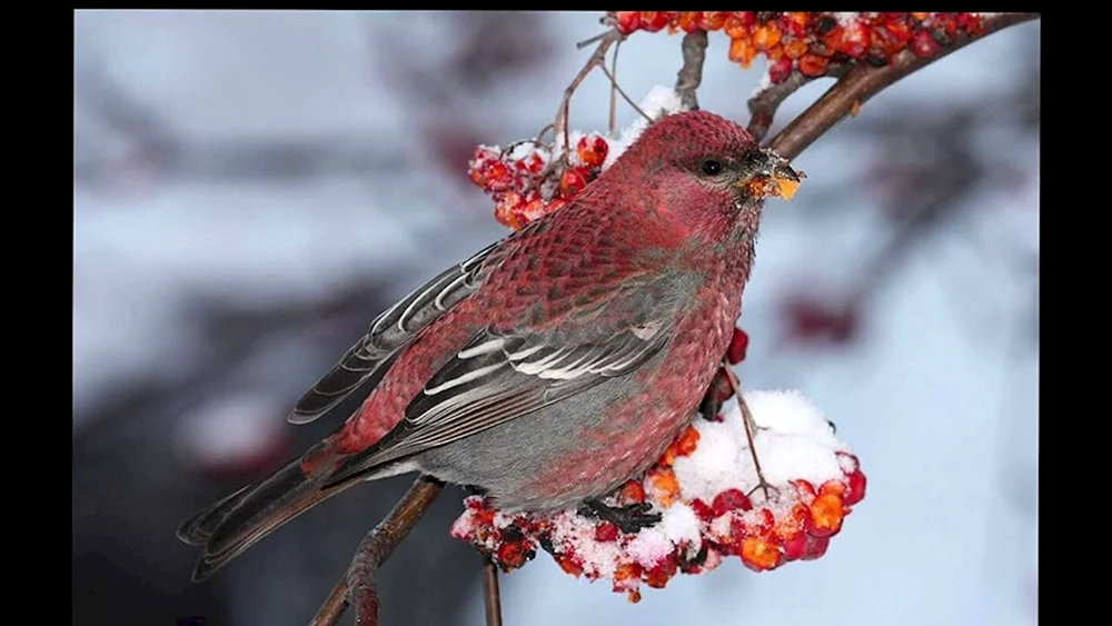Würgervogel weiblich