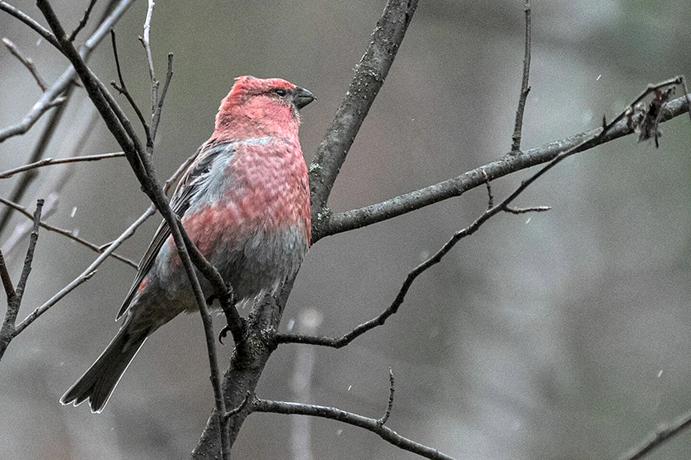 Gemeinsamer Schurvogel