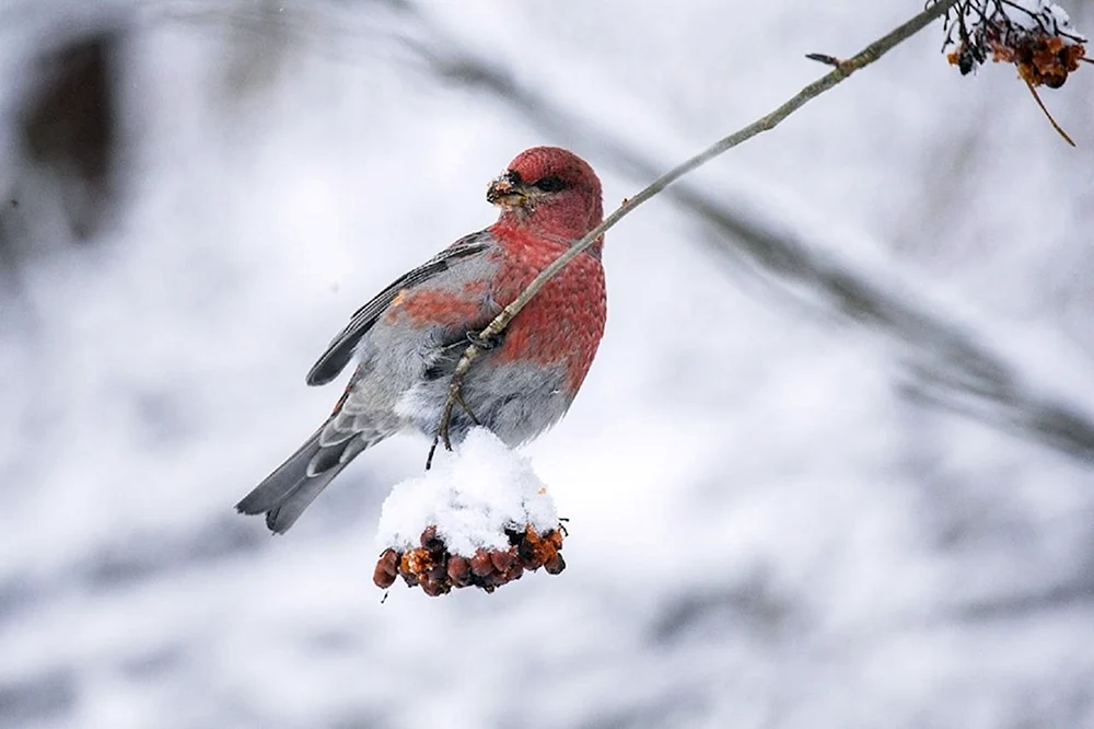 Taiga-Würgervogel
