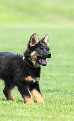 Shepperdino Zwerg-Schäferhund