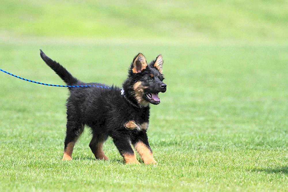 Shepperdino Zwerg-Schäferhund
