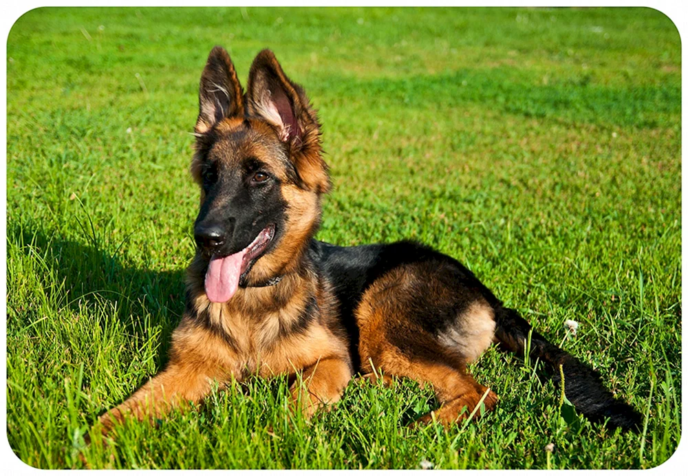 Zwerg-Schäferhund Mestizo