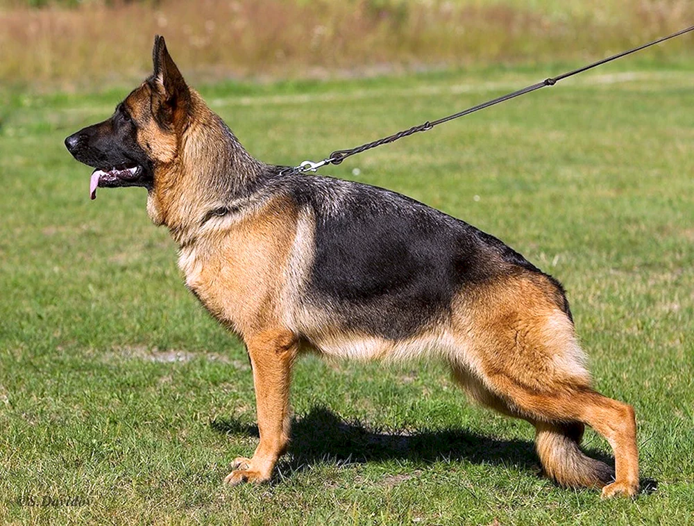 Zwergschäferhund