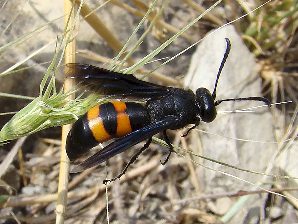 Dybowski's Schwarze Hornisse