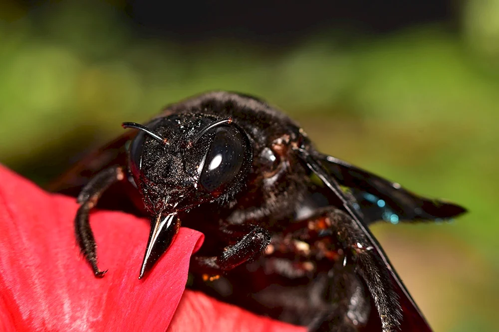 Schwarze Pompilidus Wespe