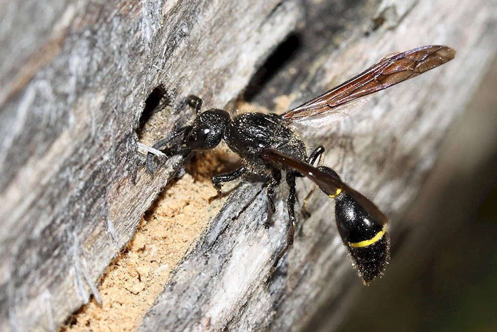 Scolia gigantea Schwarze Hornisse