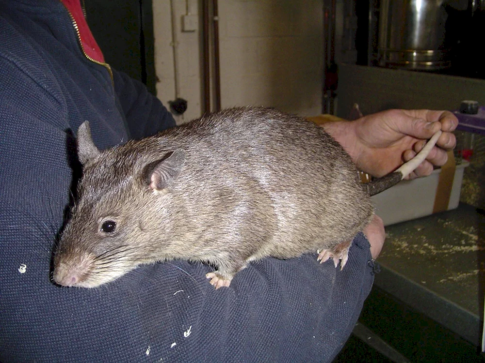Fette Ratte