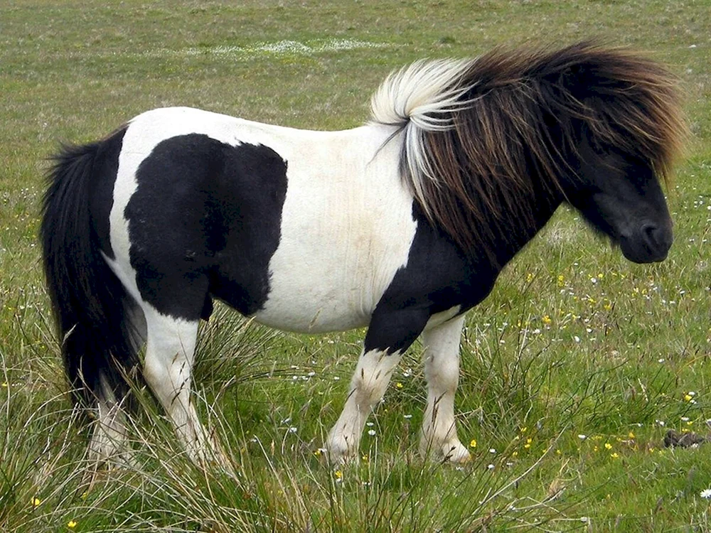 Shetland Pony