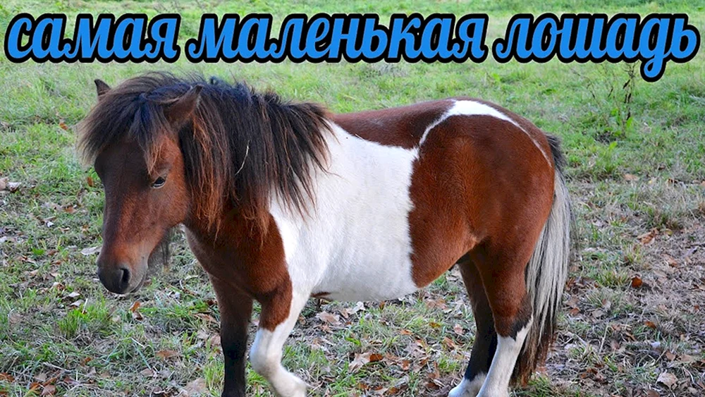 Shetlandpony