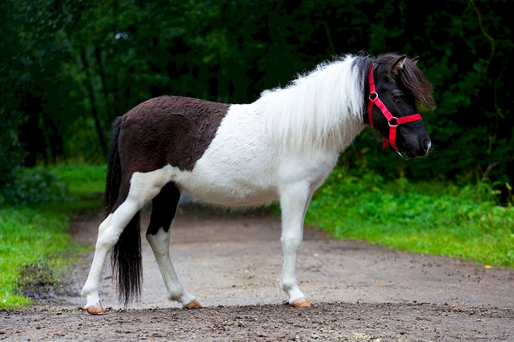 Shire English schweres Pferd
