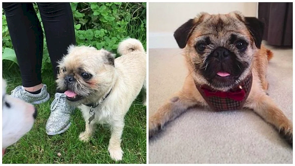 Shih Tzu und Mops