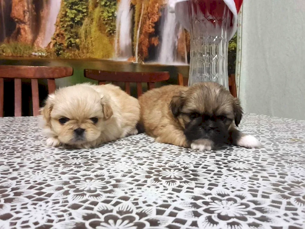 Pekingese métis