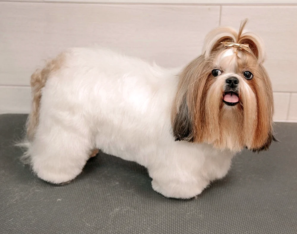 Hund Shi