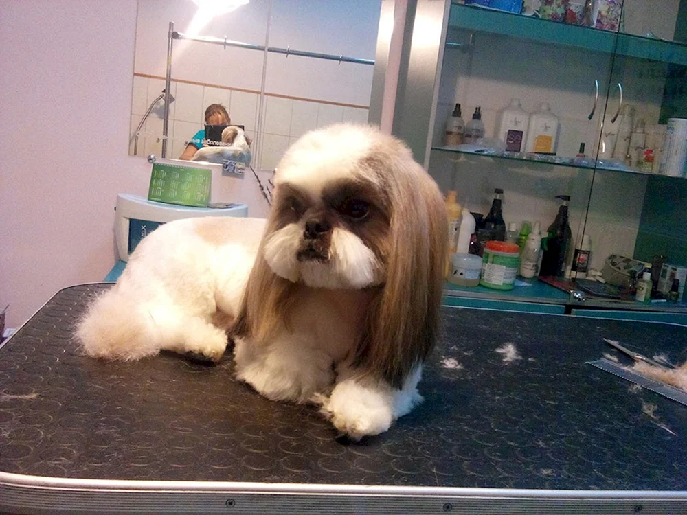 Shih tzu Haarschnitte