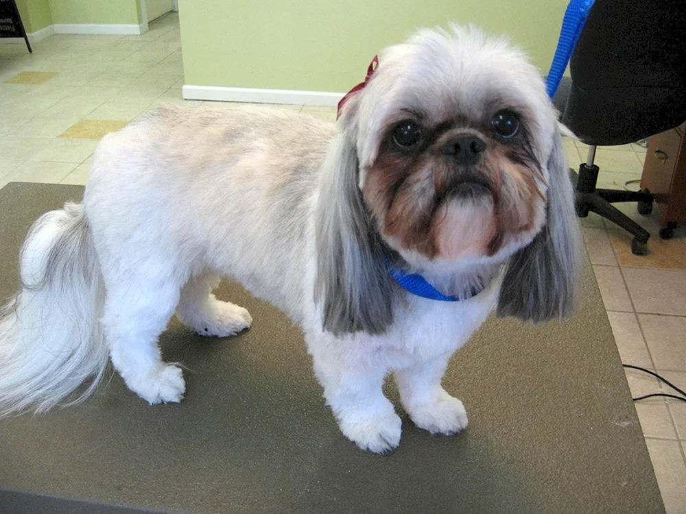 Shi tzu Haarschnitte