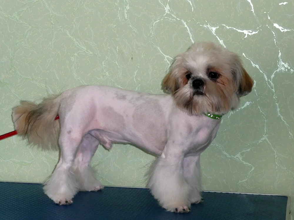 Shi tzu-. tzu