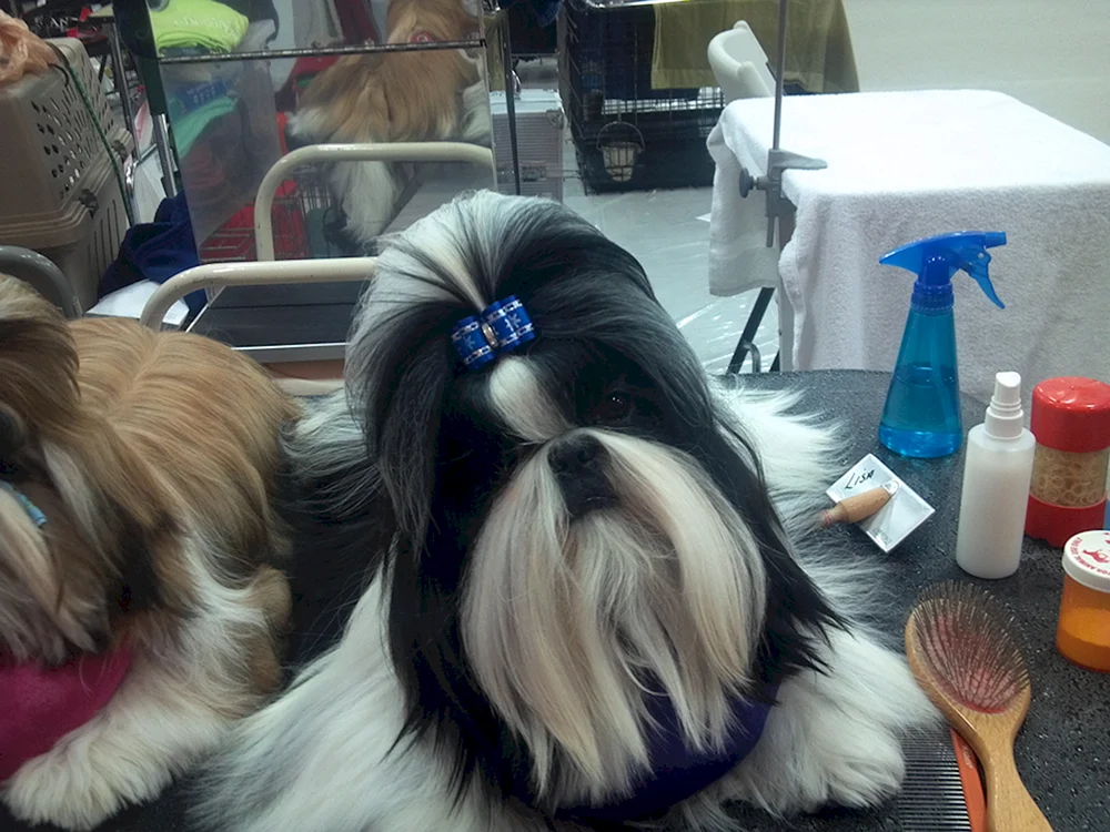 Shih tzu