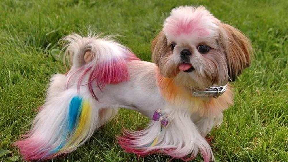 Shi tzu Haarschnitte