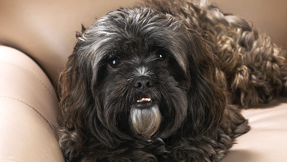 Chinesischer Crested Terrier