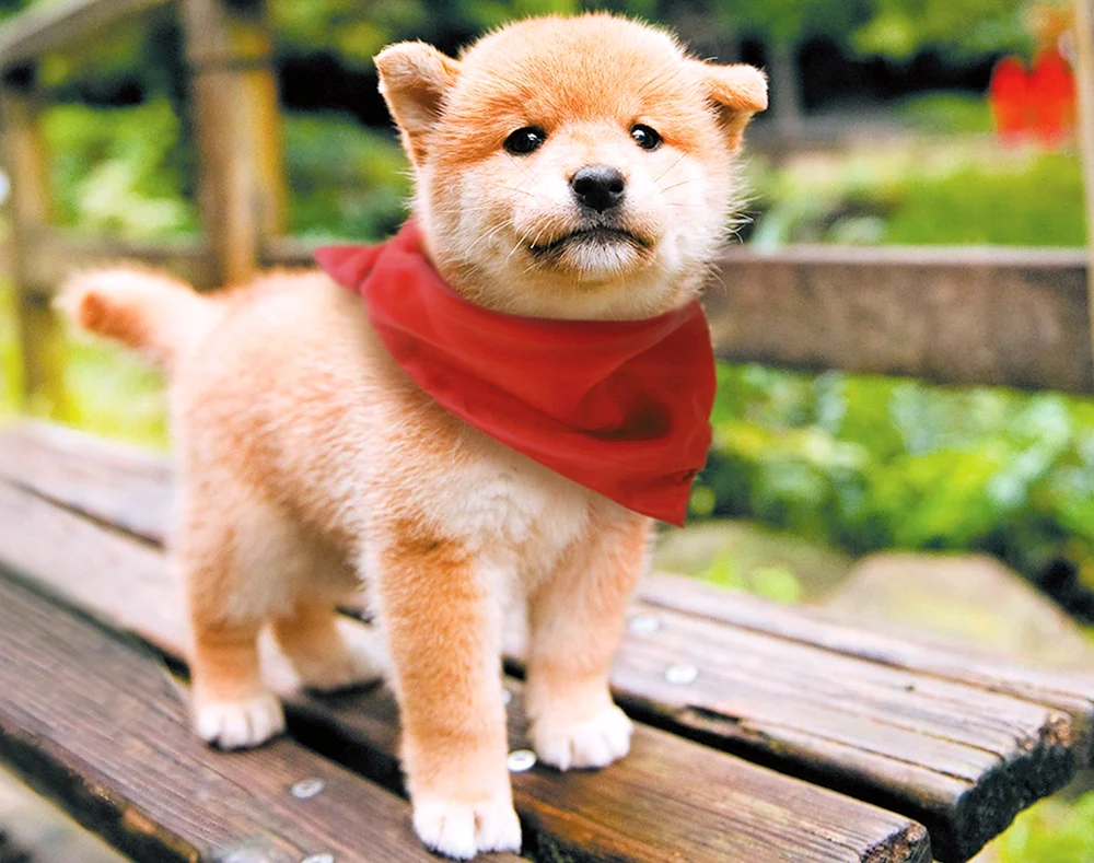 Shiba Shiba Inu