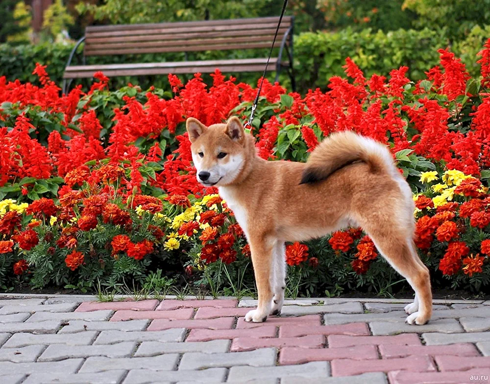 Shiba Inu
