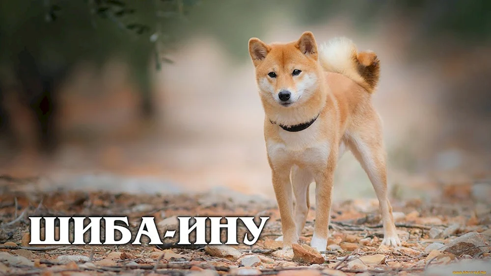 Siba inu