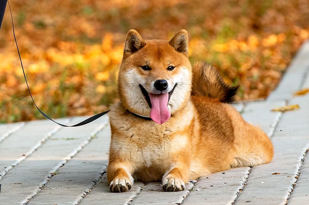 Siba inu