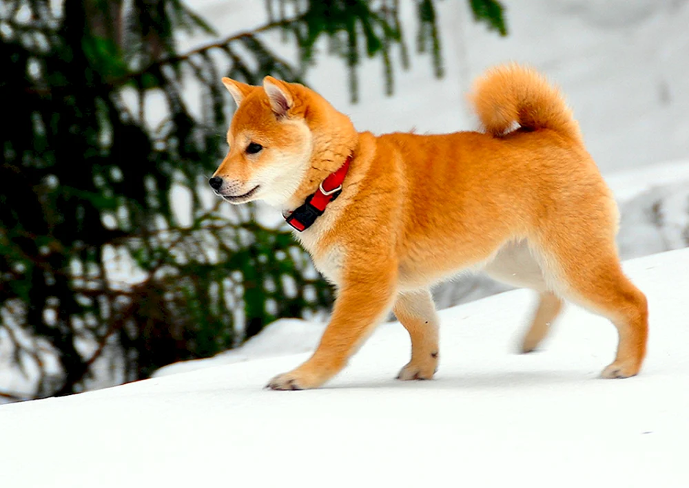 Shiba Inu und Shiba Inu