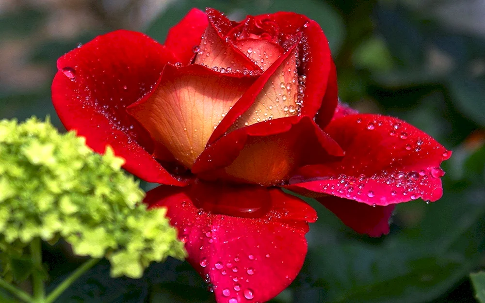 Große Rosen