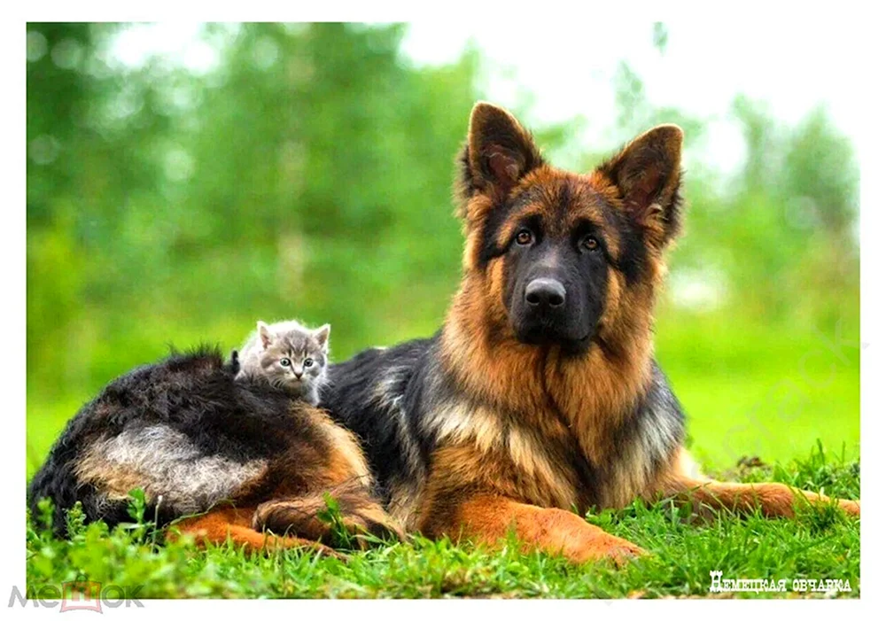 Hunde Deutscher Schäferhund