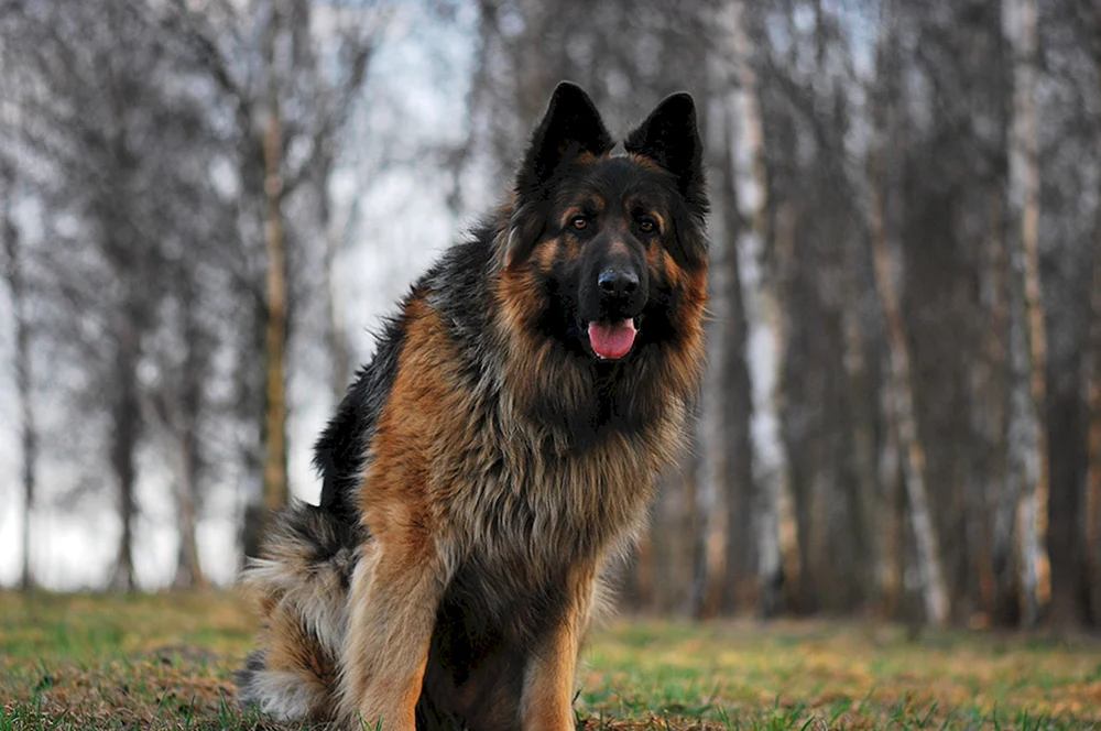 Hunde Deutscher Schäferhund