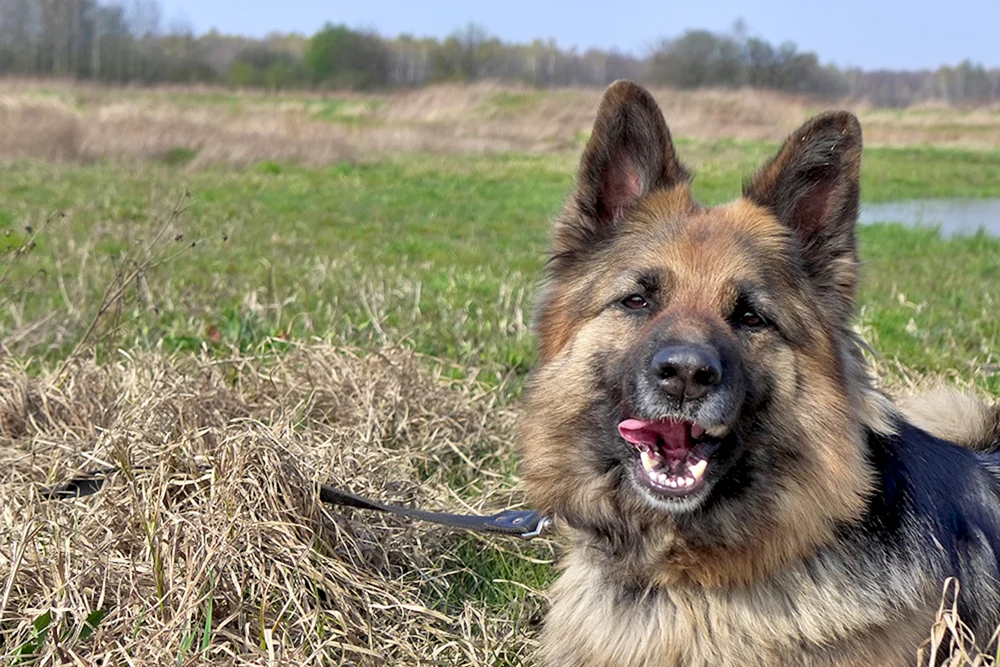 Shiloh-Schäferhund