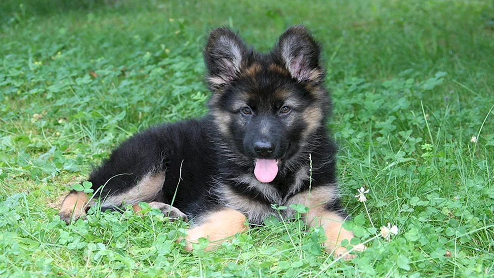 Bayerischer Schäferhund