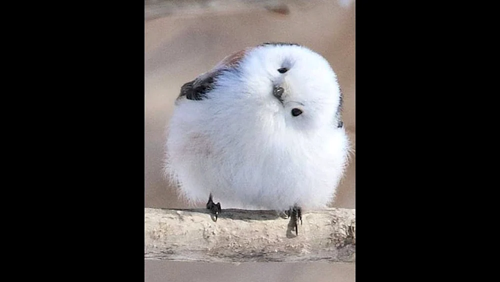 Greifvogel