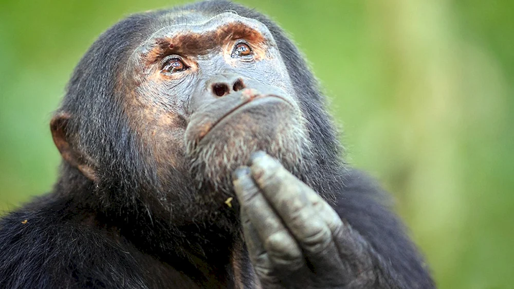 Roxellan-Rhinopithecus-Affe