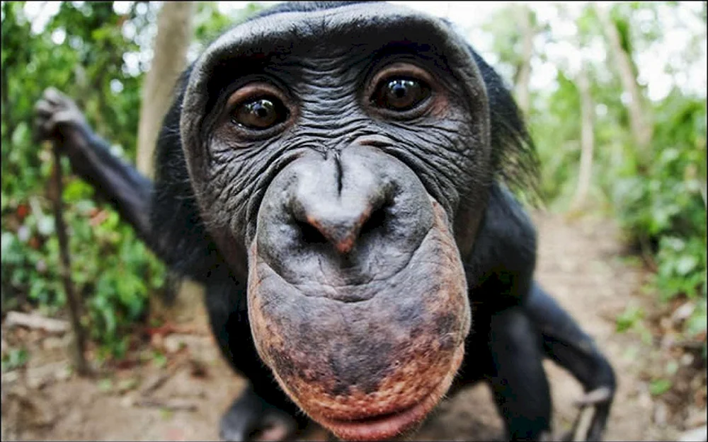 Schimpanse Bonobo