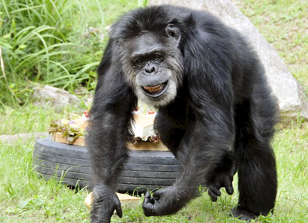 Affe in Afrika