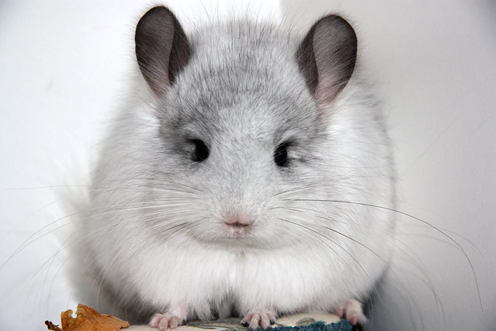 Agouti Chinchilla