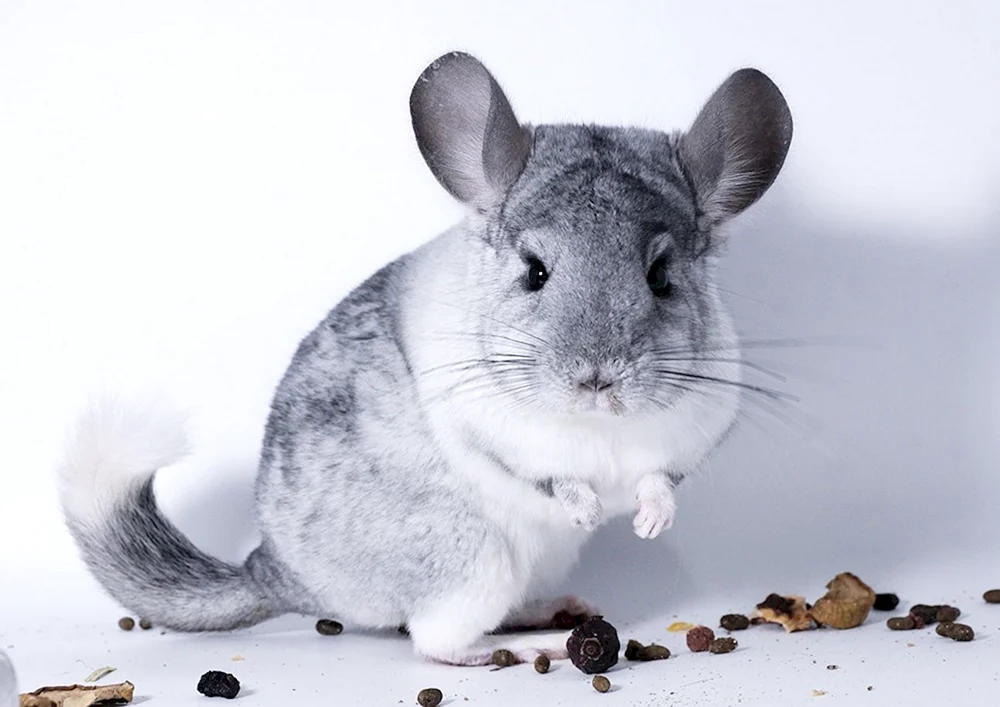 Kurzschwanzchinchilla