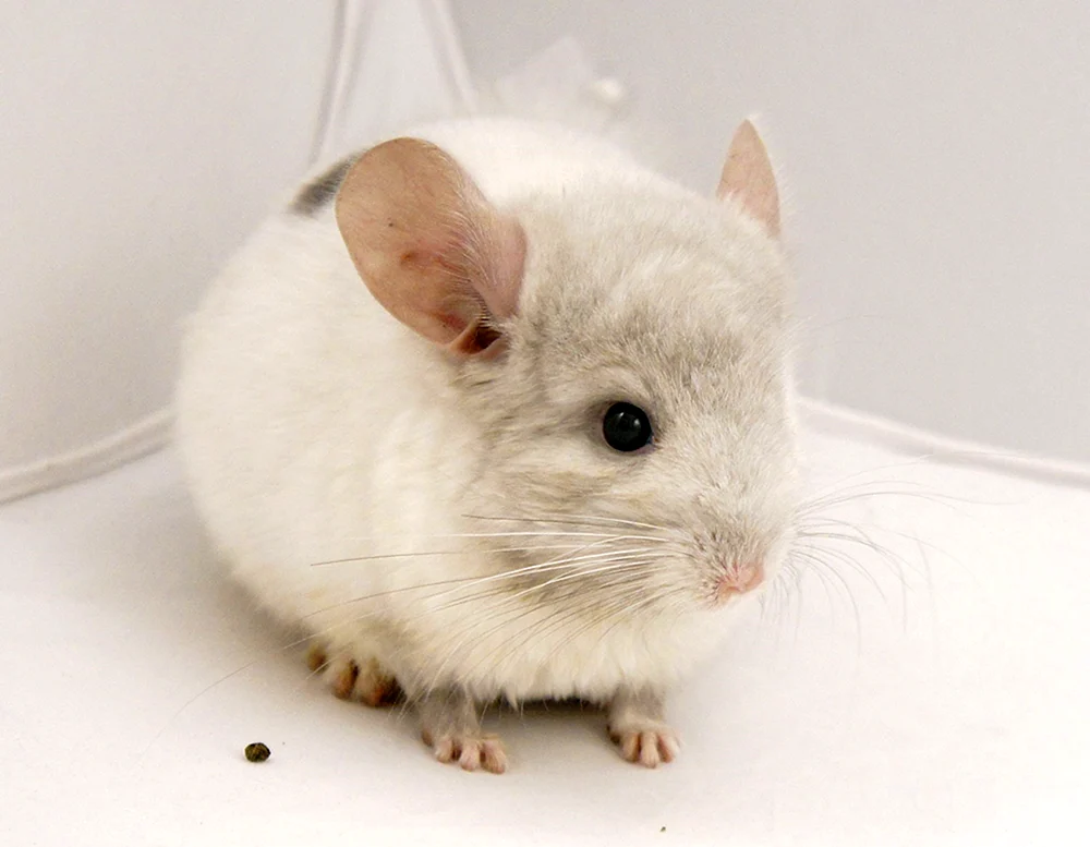 Weißes Samtchinchilla