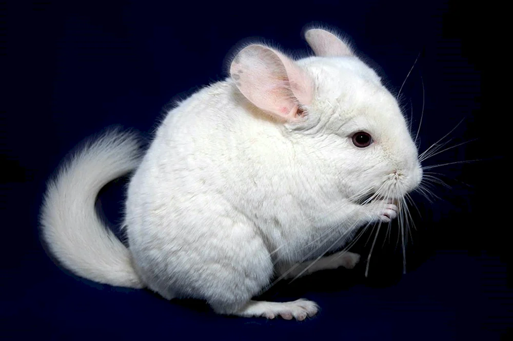 Homoebony Chinchilla