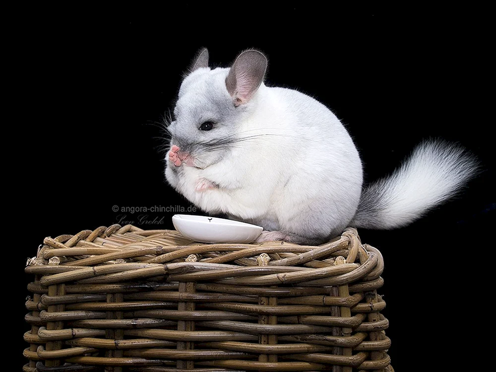 Angora Chinchilla