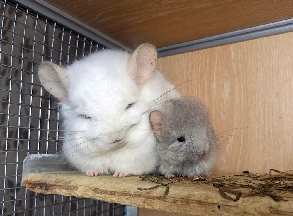 Angora Ebenholz Chinchilla